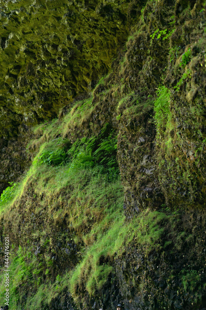Fototapeta premium green moss on a rock