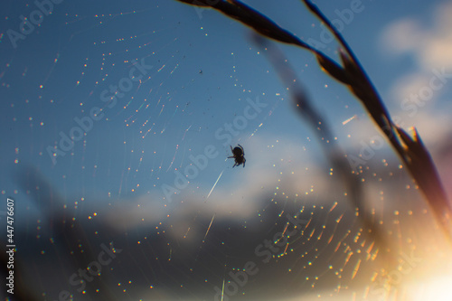 Cobweb with water droplets and a spider sitting in the middle. The stalk of the grass is nearby. Evening sky. Sunset time. © shaploff