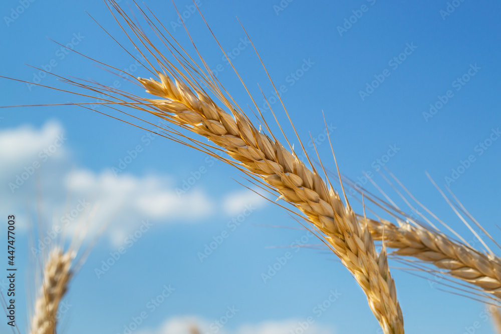 Ripe spikelets of wheat on a background of blue sky with clouds. Harvesting, growing grain crops Ripe spikelets of wheat on a background of blue sky with clouds. Harvesting, growing grain crops