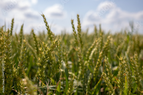 Wheat fields and blue sky