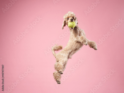 Fototapeta Naklejka Na Ścianę i Meble -  Funny active dog jumping with ball. happy small poodle on pink background