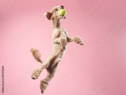 Funny active dog jumping with ball. happy small poodle on pink background