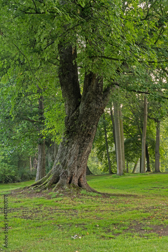 Baumstamm im Morgenlicht