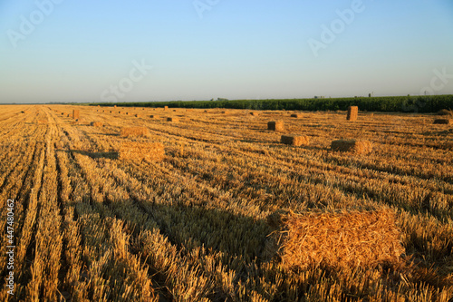 plowed hay field