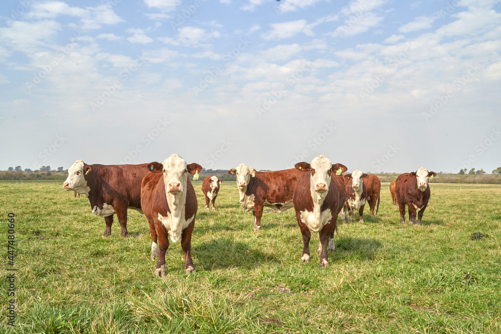 a group of cows looking at the camera