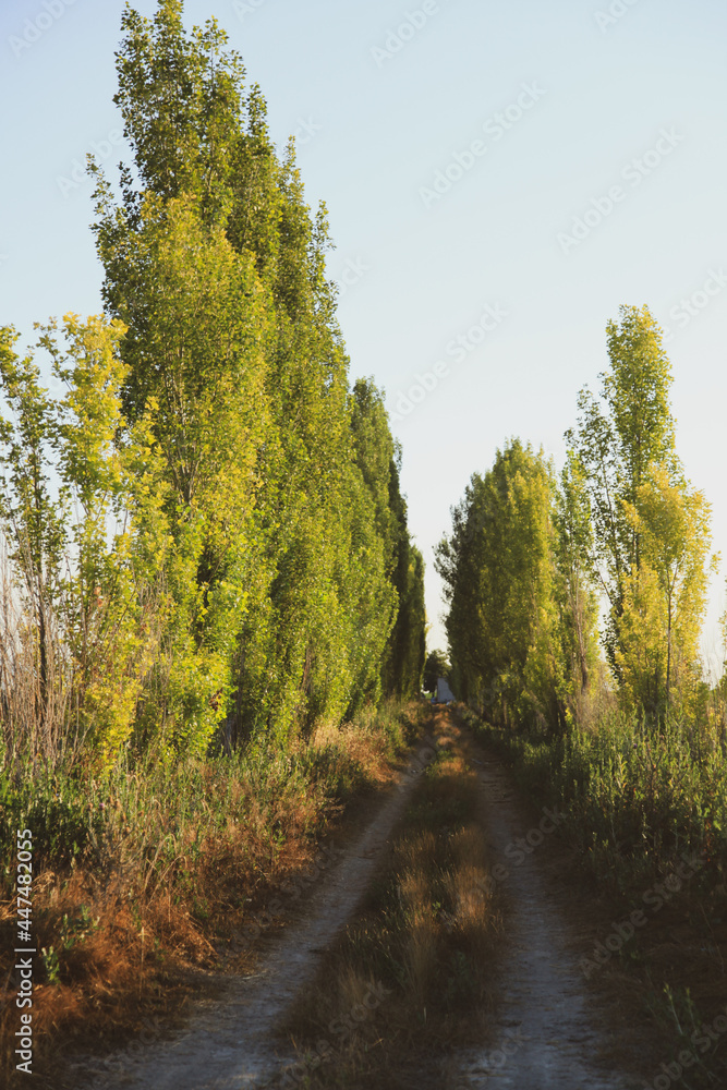 Obraz premium field road between tall trees