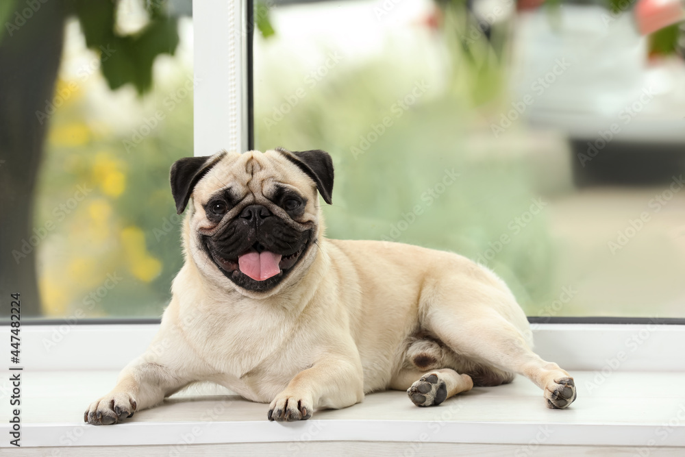 Obraz premium Cute fawn pug lying near window indoors