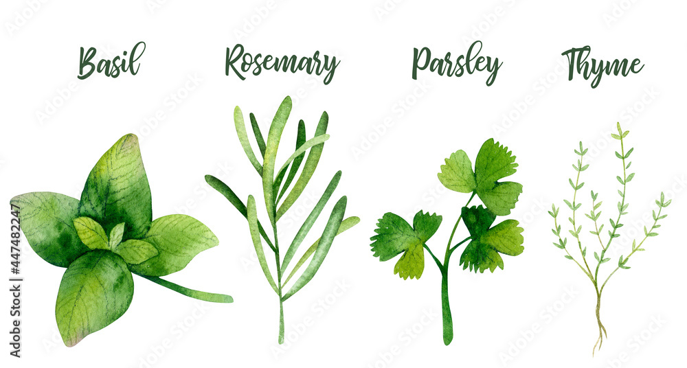Set of green herbs. Greenery kitchen organic food