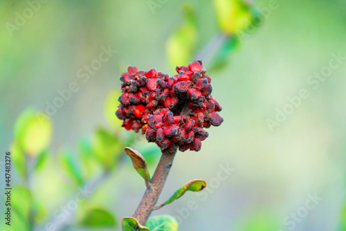 Shallow focus shot of a Chinese sumac photo