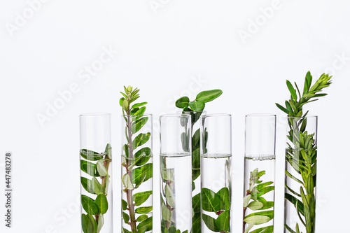 Фотография Test tubes with herbs for organic natural cosmetics