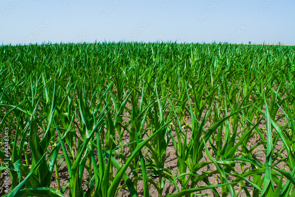 Young green sprouts of maize plant cultivated in field. Concept of agriculture and the cultivation of food and animal feed. Young green sprouts of maize plant cultivated in field. Concept of agriculture and the cultivation of food and animal feed.