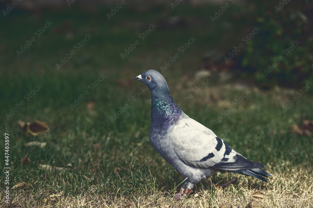 Homing pigeon on the grass. close up of full body of speed racing pigeon bird with banding leg ring on grass. beauty rock dove. Homing pigeon on the grass. close up of full body of speed racing pigeon bird with banding leg ring on grass. beauty rock dove.