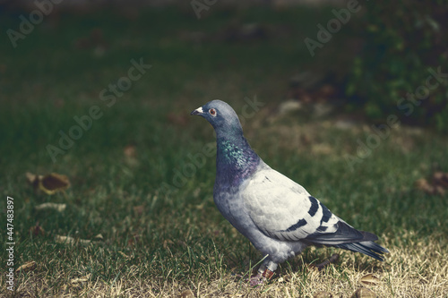 Homing pigeon on the grass. close up of full body of speed racing pigeon bird with banding leg ring on grass. beauty rock dove.