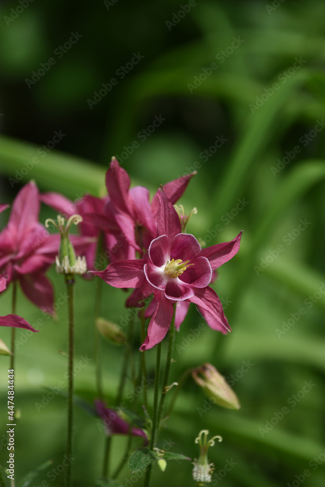 Fototapeta premium Looking into the Center of a Flowering Pink Columbine