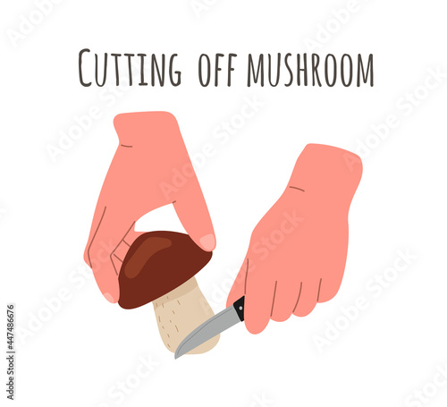 Mushroom harvest,picking.Gathering mushrooms,the method of cutting mushrooms by the root with a knife.