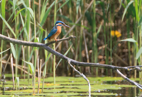 A Common Kingfisher (alcedo atthis) in the Reed - Heilbronn, Germany © Marc Stephan