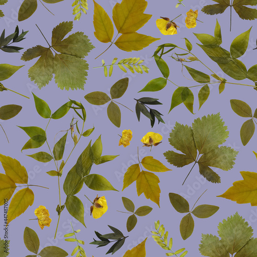 Floral seamless pattern with pressed leaves and flowers. Wild plants on blue background. Herbarium.