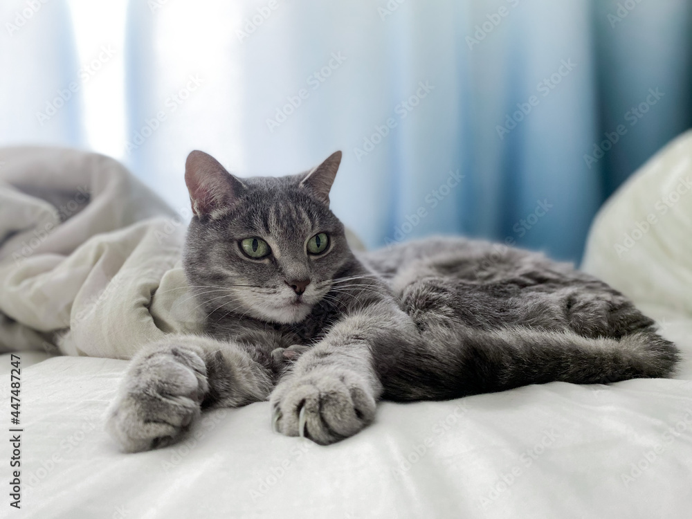A beautiful gray cat is lying on the owner's bed, comfortably settled, with its paws outstretched. Copy space