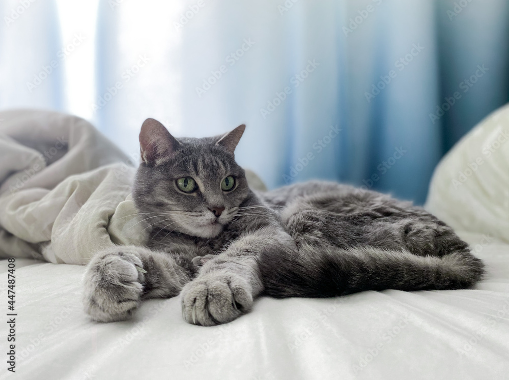 A beautiful gray cat is lying on the owner's bed, comfortably settled, with its paws outstretched. Copy space