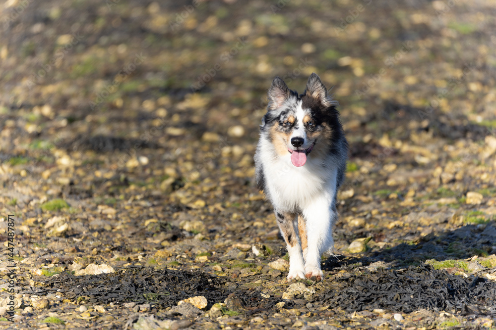 Australian Border Collie running in the sea or in portrait Australian Border Collie running in the sea or in portrait