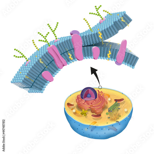 Vászonkép The cell membrane, also called the plasma membrane, is found in all cells and se