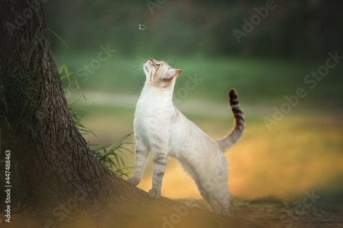 A cat walks in the garden