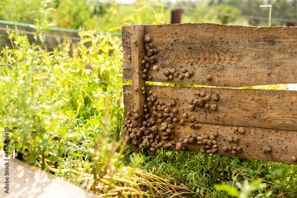 Fototapeta premium A group of snails. Snail farm