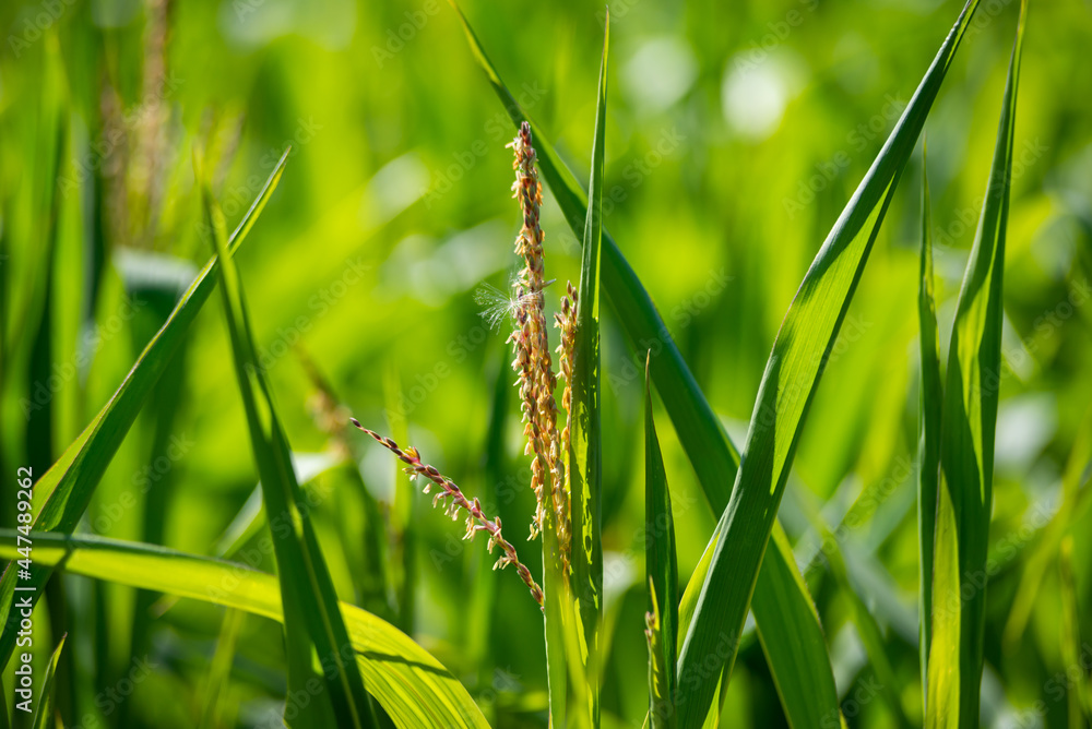 Beautiful agriculture landscape with fresh green and yellow rice field background. Tropical concepts