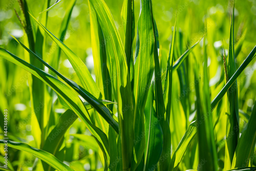 summer meadow grass and weed texture. abstract green foliage blur background with shallow depth of field summer meadow grass and weed texture. abstract green foliage blur background with shallow depth of field