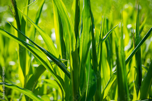 summer meadow grass and weed texture. abstract green foliage blur background with shallow depth of field