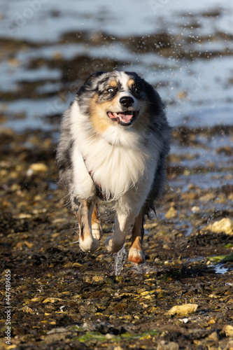 Australian Border Collie running in the sea or in portrait