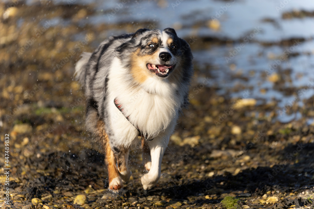 Australian Border Collie running in the sea or in portrait Australian Border Collie running in the sea or in portrait