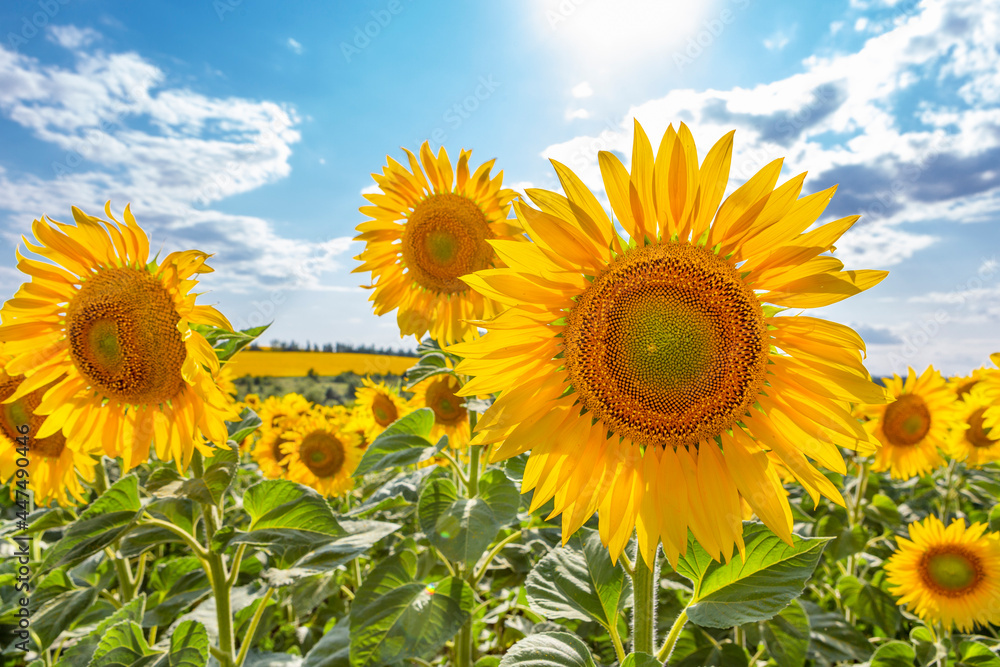 blooming sunflower in the field against the blue sky