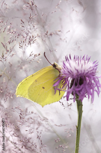 Motyl Latolistek Cytrynek na kwiatu Ostrożeń Polny