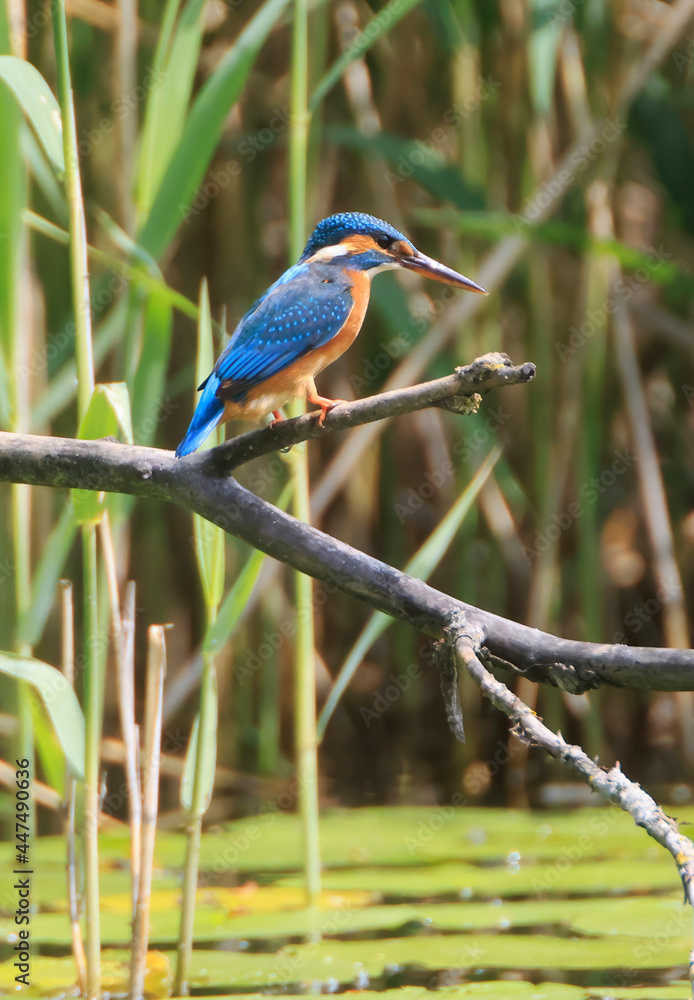 A Common Kingfisher (alcedo atthis) in the Reed - Heilbronn, Germany