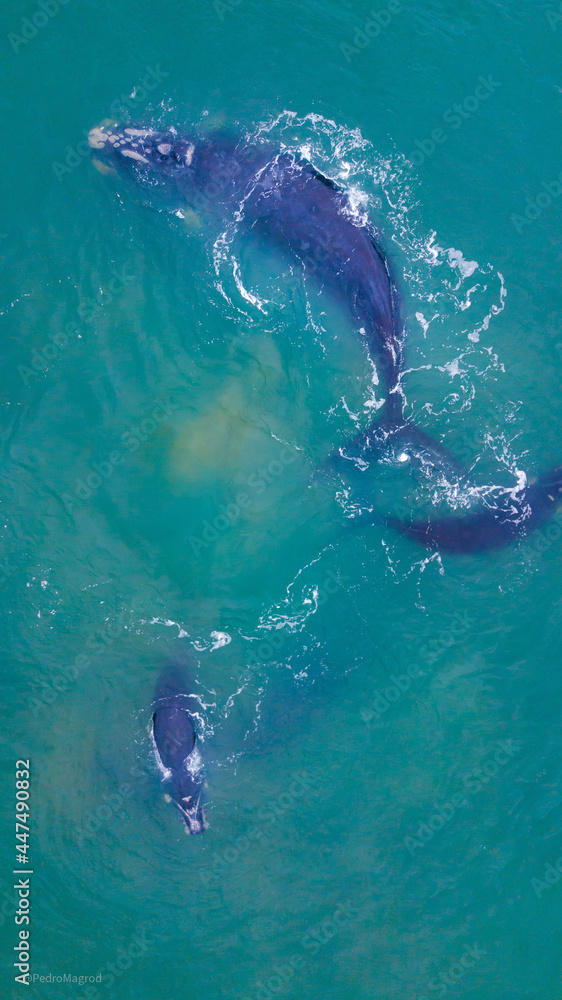 Fototapeta premium Right Whale Atlantic Ocean Animal Wildlife Wilderness Wild Sea Marine Nature