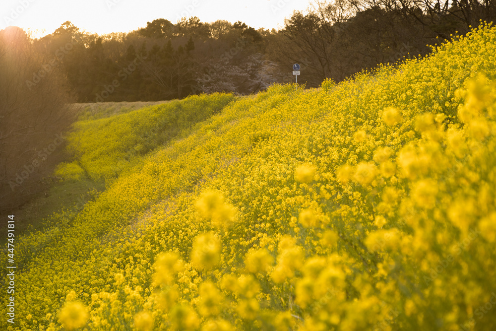 川沿いの菜の花 千葉県流山市 日本 Stock Photo Adobe Stock