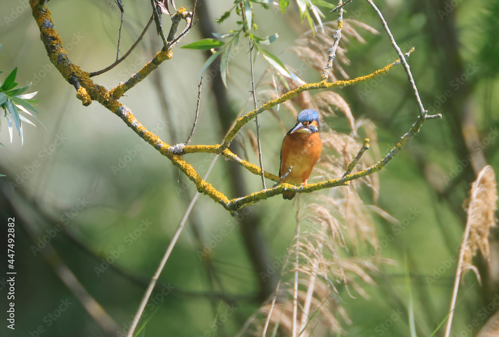 A Common Kingfisher (alcedo atthis) in the Reed - Heilbronn, Germany A Common Kingfisher (alcedo atthis) in the Reed - Heilbronn, Germany