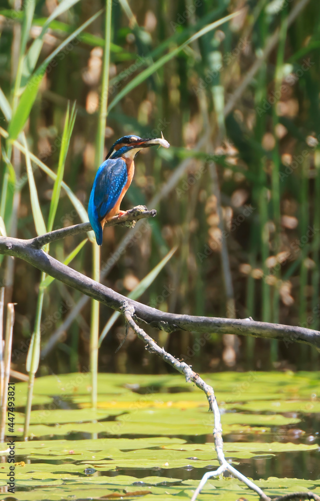 Obraz premium A Common Kingfisher (alcedo atthis) in the Reed - Heilbronn, Germany