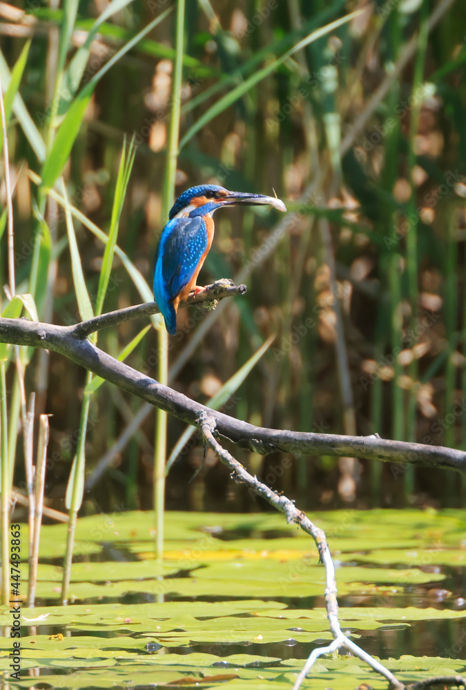 A Common Kingfisher (alcedo atthis) in the Reed - Heilbronn, Germany A Common Kingfisher (alcedo atthis) in the Reed - Heilbronn, Germany
