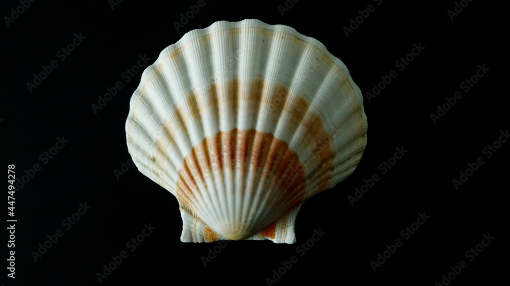 Obraz premium Jakobsmuschel, freigestellt, neutraler Hintergrund