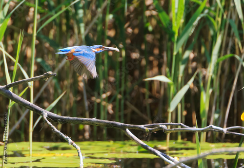 A Common Kingfisher (alcedo atthis) in the Reed - Heilbronn, Germany