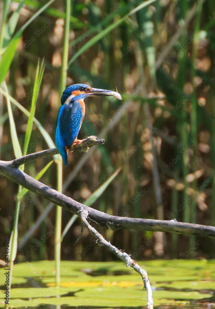 A Common Kingfisher (alcedo atthis) in the Reed - Heilbronn, Germany A Common Kingfisher (alcedo atthis) in the Reed - Heilbronn, Germany