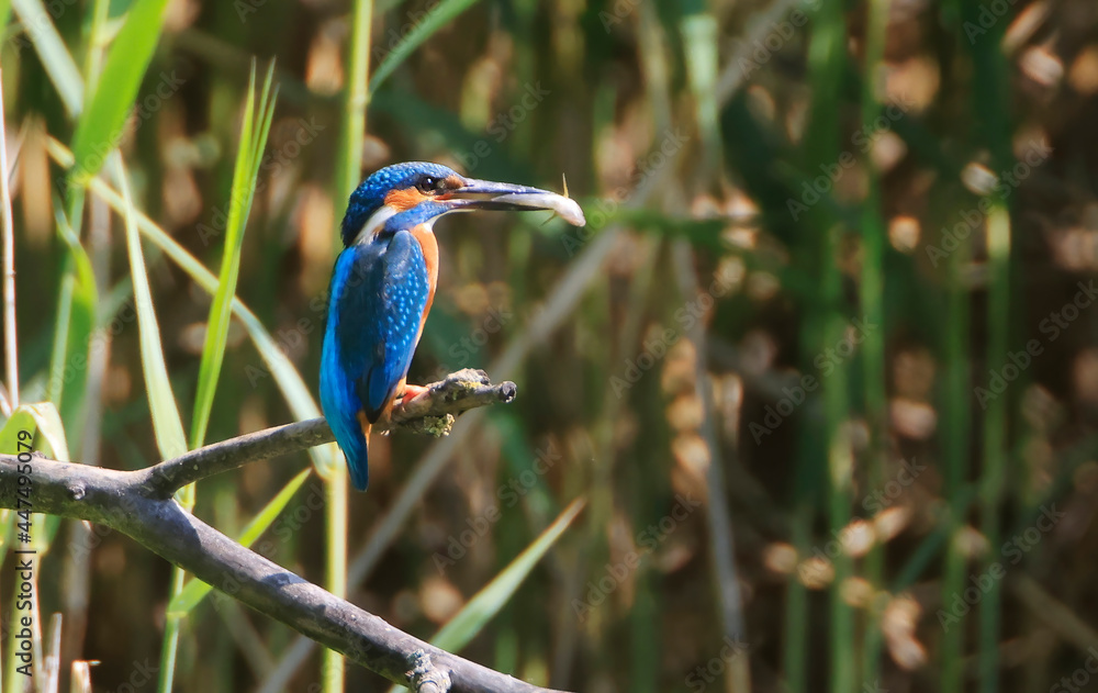 Fototapeta premium A Common Kingfisher (alcedo atthis) in the Reed - Heilbronn, Germany