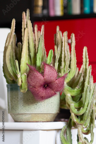 Green cactus with one big purple flower inside photo