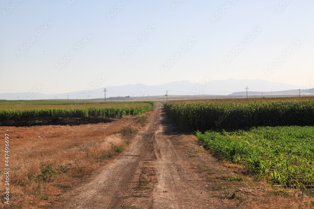 Naklejka premium field road