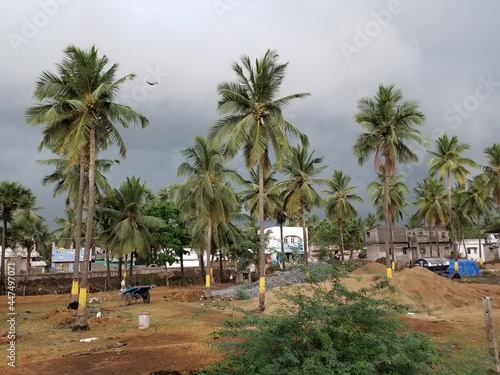 Long shot of bunch coconut trees
