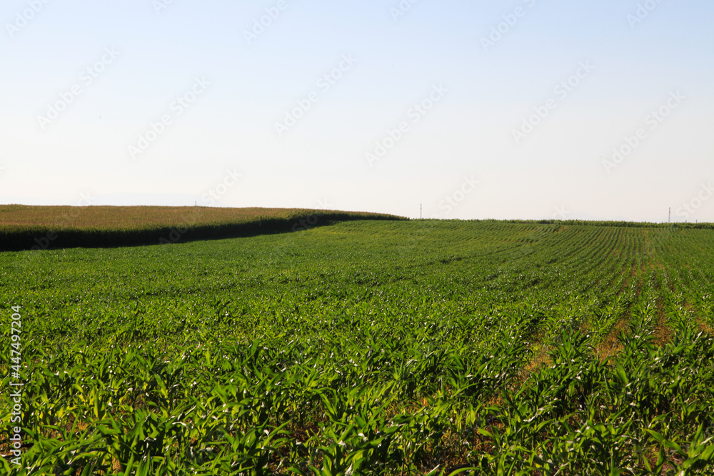 field in the daytime field in the daytime