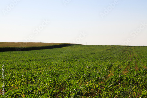 field in the daytime