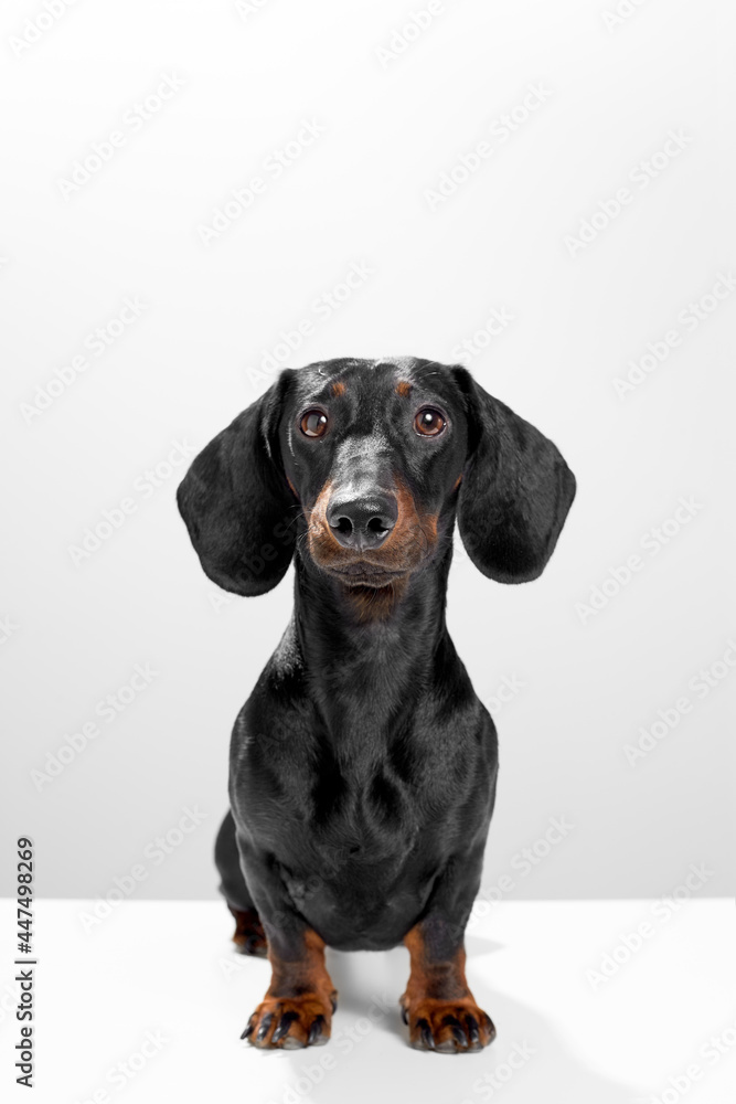  Sausage dog or weiner dog sitting straight and watching straight. Wet nose and short legs. Training and obedience dog concept. White background studio shot photo image.